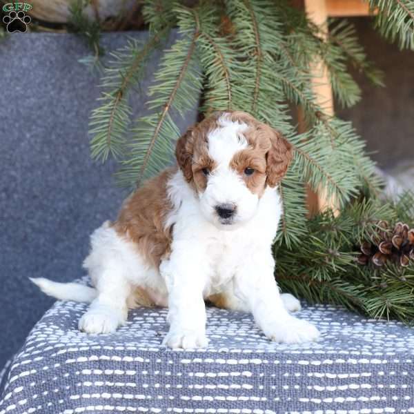 Amber, Mini Goldendoodle Puppy